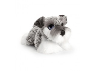 Chiot Schnauzer Cuddle Puppy